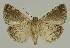 ( - BC EF Lep 03011)  @14 [ ] Copyright (2010) Unspecified Research Collection of Egbert Friedrich