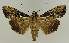  ( - BC EF Lep 03022)  @14 [ ] Copyright (2010) Unspecified Research Collection of Egbert Friedrich