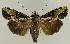  ( - BC EF Lep 03023)  @14 [ ] Copyright (2010) Unspecified Research Collection of Egbert Friedrich