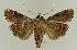  ( - BC EF Lep 03024)  @13 [ ] Copyright (2010) Unspecified Research Collection of Egbert Friedrich