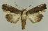  ( - BC EF Lep 03027)  @13 [ ] Copyright (2010) Unspecified Research Collection of Egbert Friedrich