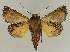  ( - BC EF Lep 03039)  @13 [ ] Copyright (2010) Unspecified Research Collection of Egbert Friedrich