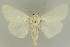  ( - BC EF Lep 03054)  @14 [ ] Copyright (2010) Unspecified Research Collection of Egbert Friedrich