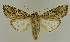  ( - BC EF Lep 03055)  @14 [ ] Copyright (2010) Unspecified Research Collection of Egbert Friedrich