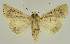  ( - BC EF Lep 03089)  @13 [ ] Copyright (2010) Unspecified Research Collection of Egbert Friedrich