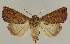  ( - BC EF Lep 03098)  @14 [ ] Copyright (2010) Unspecified Research Collection of Egbert Friedrich