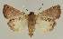  ( - BC EF Lep 03098)  @12 [ ] Copyright (2010) Unspecified Research Collection of Egbert Friedrich