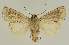  ( - BC EF Lep 03099)  @13 [ ] Copyright (2010) Unspecified Research Collection of Egbert Friedrich