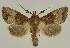  ( - BC EF Lep 03101)  @14 [ ] Copyright (2010) Unspecified Research Collection of Egbert Friedrich