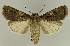  ( - BC EF Lep 03109)  @14 [ ] Copyright (2010) Unspecified Research Collection of Egbert Friedrich
