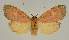  ( - BC EF Lep 03142)  @13 [ ] Copyright (2010) Unspecified Research Collection of Egbert Friedrich