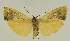  ( - BC EF Lep 03184)  @13 [ ] Copyright (2010) Unspecified Research Collection of Egbert Friedrich