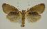  ( - BC EF Lep 03193)  @13 [ ] Copyright (2010) Unspecified Research Collection of Egbert Friedrich