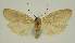  ( - BC EF Lep 03195)  @11 [ ] Copyright (2010) Unspecified Research Collection of Egbert Friedrich