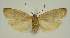  ( - BC EF Lep 03196)  @13 [ ] Copyright (2010) Unspecified Research Collection of Egbert Friedrich