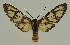  ( - BC EF Lep 03244)  @14 [ ] Copyright (2010) Unspecified Research Collection of Egbert Friedrich