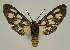  ( - BC EF Lep 03253)  @13 [ ] Copyright (2010) Unspecified Research Collection of Egbert Friedrich