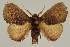  ( - BC EF Lep 03292)  @14 [ ] Copyright (2010) Unspecified Research Collection of Egbert Friedrich