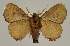  ( - BC EF Lep 03292)  @13 [ ] Copyright (2010) Unspecified Research Collection of Egbert Friedrich