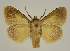  ( - BC EF Lep 03293)  @14 [ ] Copyright (2010) Unspecified Research Collection of Egbert Friedrich