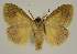  ( - BC EF Lep 03294)  @13 [ ] Copyright (2010) Unspecified Research Collection of Egbert Friedrich