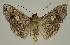  ( - BC EF Lep 03311)  @13 [ ] Copyright (2010) Unspecified Research Collection of Egbert Friedrich
