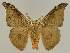  ( - BC EF Lep 03316)  @13 [ ] Copyright (2010) Unspecified Research Collection of Egbert Friedrich
