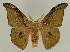 ( - BC EF Lep 03317)  @13 [ ] Copyright (2010) Unspecified Research Collection of Egbert Friedrich