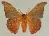  ( - BC EF Lep 03317)  @13 [ ] Copyright (2010) Unspecified Research Collection of Egbert Friedrich