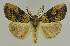  ( - BC EF Lep 03346)  @13 [ ] Copyright (2010) Unspecified Research Collection of Egbert Friedrich