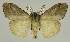  ( - BC EF Lep 03347)  @13 [ ] Copyright (2010) Unspecified Research Collection of Egbert Friedrich