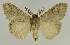  ( - BC EF Lep 03348)  @13 [ ] Copyright (2010) Unspecified Research Collection of Egbert Friedrich