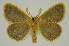  ( - BC EF Lep 03362)  @12 [ ] Copyright (2010) Unspecified Research Collection of Egbert Friedrich