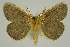  ( - BC EF Lep 03364)  @12 [ ] Copyright (2010) Unspecified Research Collection of Egbert Friedrich