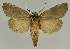  ( - BC EF Lep 03375)  @13 [ ] Copyright (2010) Unspecified Research Collection of Egbert Friedrich