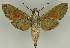  ( - BC EF Lep 03421)  @12 [ ] Copyright (2010) Unspecified Research Collection of Egbert Friedrich