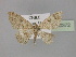  (Cyclophora AH02Cl - BC ZSM Lep 30372)  @11 [ ] CreativeCommons - Attribution Non-Commercial Share-Alike (2010) Unspecified SNSB, Zoologische Staatssammlung Muenchen