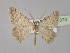  ( - BC ZSM Lep 30373)  @14 [ ] CreativeCommons - Attribution Non-Commercial Share-Alike (2010) Unspecified SNSB, Zoologische Staatssammlung Muenchen
