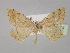  (Rhodostrophia ferruginaria - BC ZSM Lep 30374)  @11 [ ] CreativeCommons - Attribution Non-Commercial Share-Alike (2010) Unspecified SNSB, Zoologische Staatssammlung Muenchen