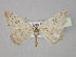  ( - BC ZSM Lep 30375)  @13 [ ] CreativeCommons - Attribution Non-Commercial Share-Alike (2010) Unspecified SNSB, Zoologische Staatssammlung Muenchen