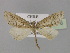  ( - BC ZSM Lep 30376)  @11 [ ] CreativeCommons - Attribution Non-Commercial Share-Alike (2010) Unspecified SNSB, Zoologische Staatssammlung Muenchen