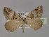  (Euclidiodes agitata - BC ZSM Lep 30377)  @14 [ ] CreativeCommons - Attribution Non-Commercial Share-Alike (2010) Unspecified SNSB, Zoologische Staatssammlung Muenchen