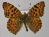 ( - BC ZSM Lep 30381)  @14 [ ] CreativeCommons - Attribution Non-Commercial Share-Alike (2010) Unspecified SNSB, Zoologische Staatssammlung Muenchen