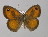  ( - BC ZSM Lep 30392)  @13 [ ] CreativeCommons - Attribution Non-Commercial Share-Alike (2010) Unspecified SNSB, Zoologische Staatssammlung Muenchen