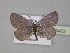  ( - BC ZSM Lep 30403)  @12 [ ] CreativeCommons - Attribution Non-Commercial Share-Alike (2010) Unspecified SNSB, Zoologische Staatssammlung Muenchen