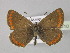  (Aricia - BC ZSM Lep 30410)  @15 [ ] CreativeCommons - Attribution Non-Commercial Share-Alike (2010) Unspecified SNSB, Zoologische Staatssammlung Muenchen