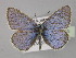  ( - BC ZSM Lep 30415)  @11 [ ] CreativeCommons - Attribution Non-Commercial Share-Alike (2010) Unspecified SNSB, Zoologische Staatssammlung Muenchen