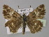  ( - BC ZSM Lep 30418)  @12 [ ] CreativeCommons - Attribution Non-Commercial Share-Alike (2010) Unspecified SNSB, Zoologische Staatssammlung Muenchen