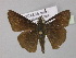  ( - BC ZSM Lep 30430)  @13 [ ] CreativeCommons - Attribution Non-Commercial Share-Alike (2010) Unspecified SNSB, Zoologische Staatssammlung Muenchen