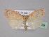 ( - BC ZSM Lep 30739)  @14 [ ] CreativeCommons - Attribution Non-Commercial Share-Alike (2010) Unspecified SNSB, Zoologische Staatssammlung Muenchen